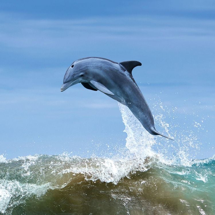 Produktbild: Delfine / Dolphins 2027