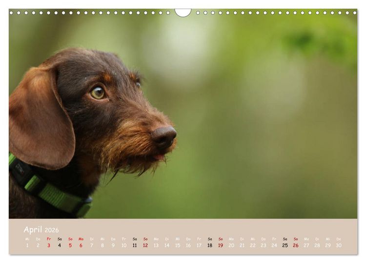 Produktbild: Dackel - lustige Gesellen auf kurzen Beinchen (Wandkalender 2026 DIN A3 quer), CALVENDO Monatskalender
