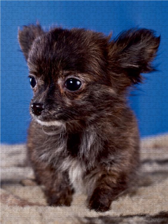 Produktbild: CALVENDO Puzzle Chihuahua Welpen 1000 Teile Lege-Gr&ouml;&szlig;e 48 x 64 cm Foto-Puzzle Bild von Gabriela Wejat-Zaretzke