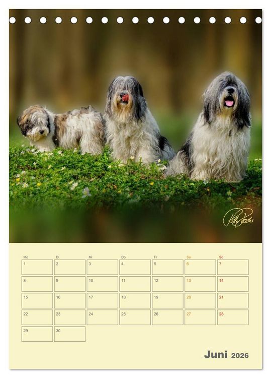 Produktbild: PON-Welpen - jeder Tag ein gro&szlig;es Abenteuer / Planer (Tischkalender 2026 DIN A5 hoch), CALVENDO Monatskalender