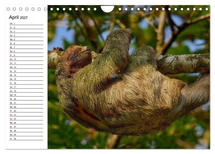 Produktbild: Costa Rica &ndash; Tierparadies im Regenwald (Wandkalender 2027 DIN A4 quer), CALVENDO Monatskalender