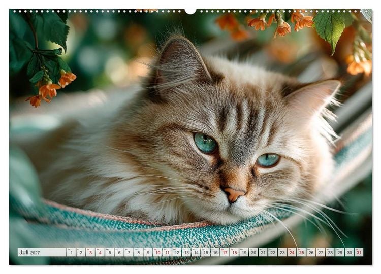 Produktbild: Katzen - Jeder Moment ein Abenteuer (hochwertiger Premium Wandkalender 2027 DIN A2 quer), Kunstdruck in Hochglanz