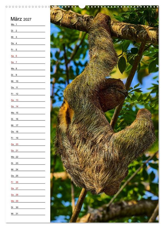 Produktbild: Costa Rica - Magische Tiere des Regenwaldes (Wandkalender 2027 DIN A2 hoch), CALVENDO Monatskalender