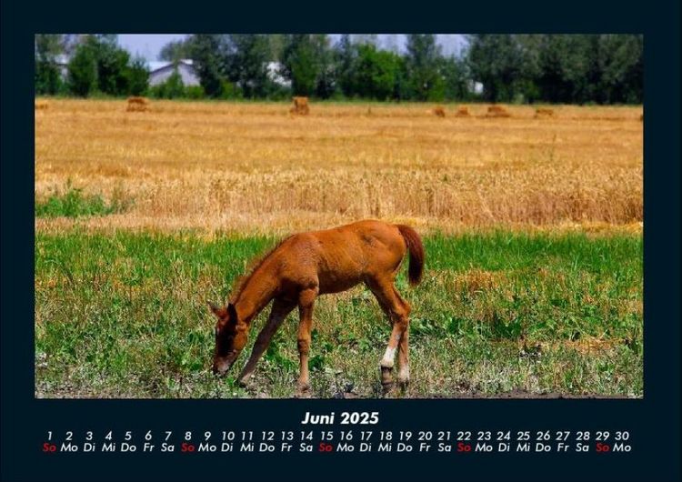 Produktbild: Pferdetraum 2025 Fotokalender DIN A4