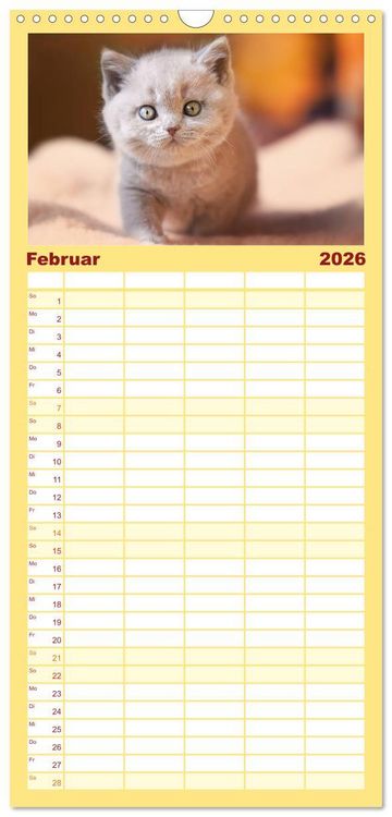 Produktbild: Familienplaner 2026 - Niedliche BKH Katzenkinder mit 5 Spalten (Wandkalender, 21 x 45 cm) CALVENDO