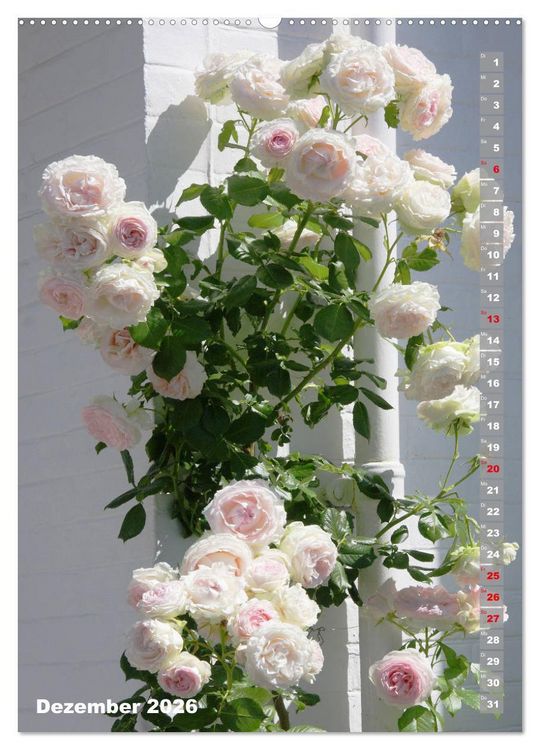 Produktbild: Sch&ouml;nste Rosen (Wandkalender 2026 DIN A2 hoch), CALVENDO Monatskalender