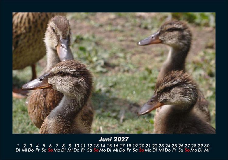 Produktbild: Enten 2027 Fotokalender DIN A5