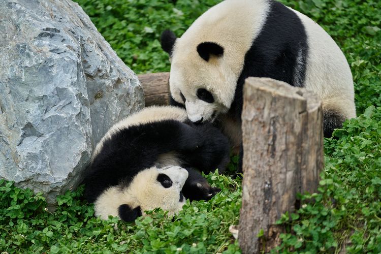 Produktbild: Moon - Der Panda