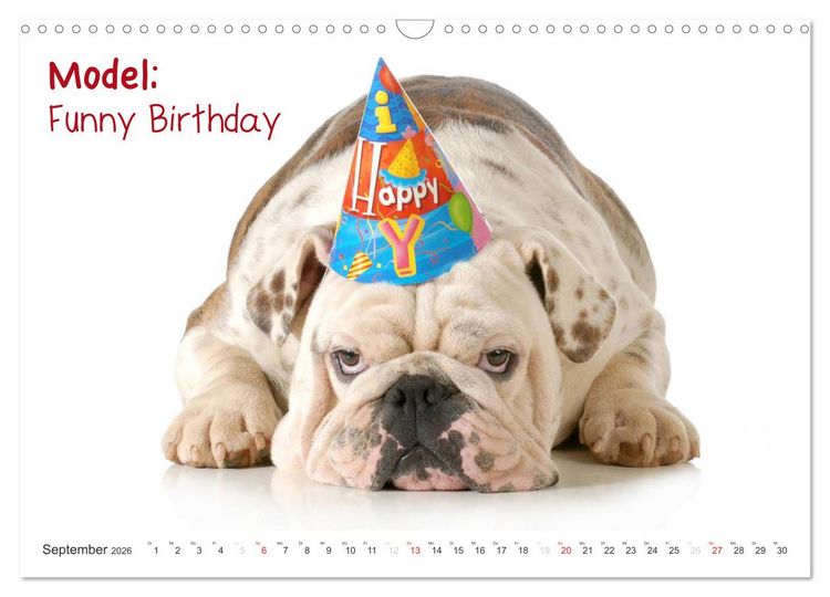 Produktbild: English Bulldog XXL Models (Wandkalender 2026 DIN A3 quer), CALVENDO Monatskalender