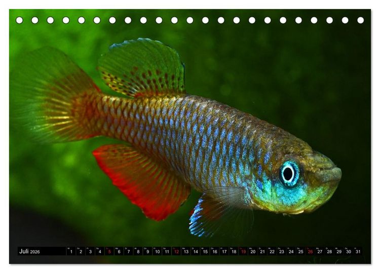 Produktbild: Killifische &ndash; Bunte Fische Afrikas (Tischkalender 2026 DIN A5 quer), CALVENDO Monatskalender