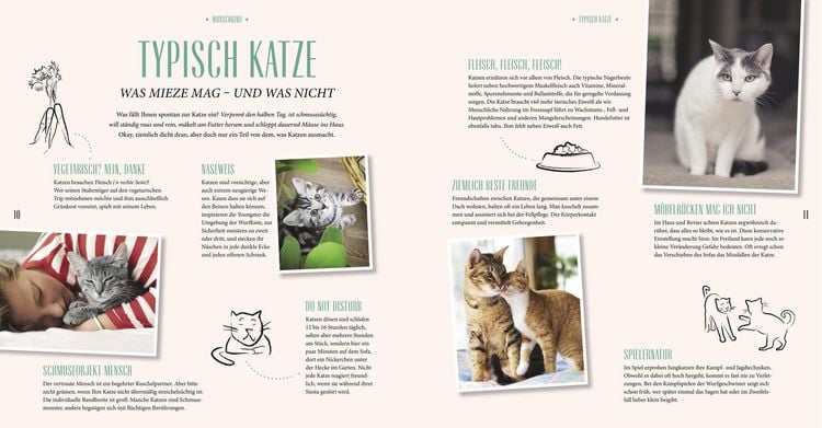 Produktbild: Katzen-Basics