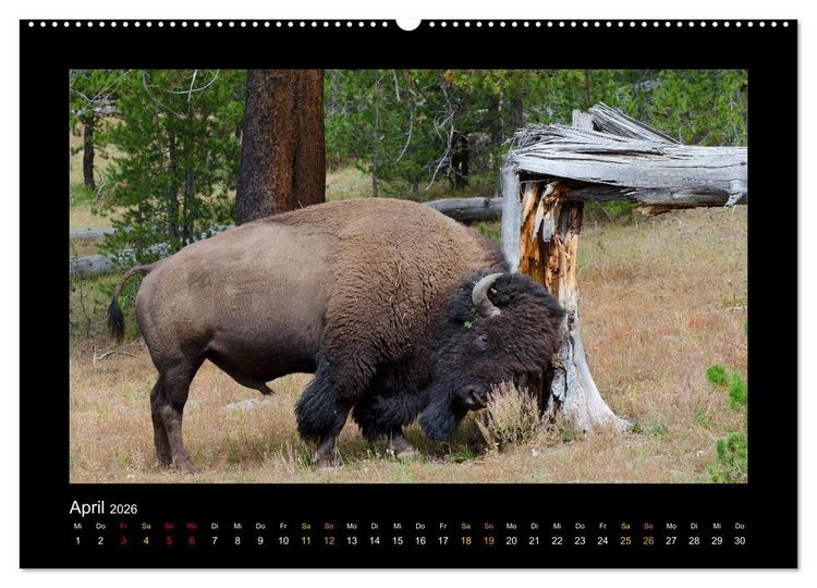 Produktbild: Yellowstone - Wunder der Natur (Wandkalender 2026 DIN A2 quer), CALVENDO Monatskalender