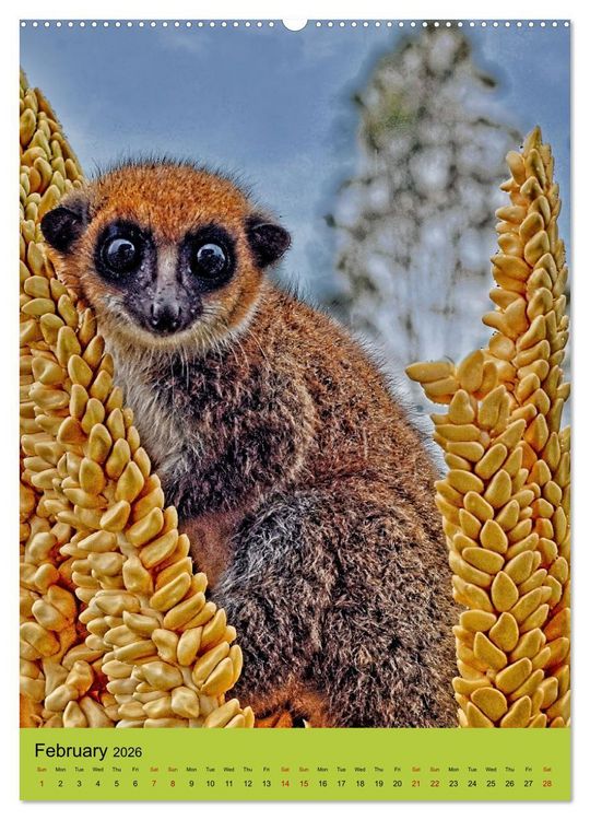 Produktbild: Adorable lemurs (Wall Calendar 2026 DIN A2 portrait), CALVENDO 12 Month Wall Calendar