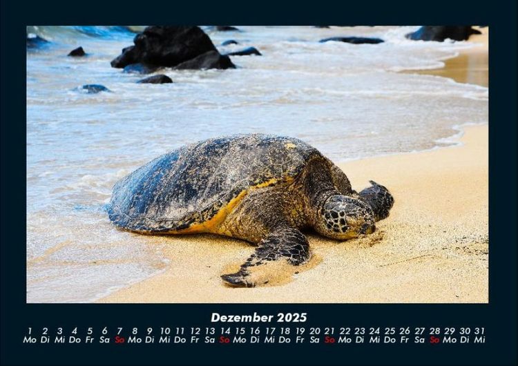 Produktbild: Schildkr&ouml;tenzauber 2025 Fotokalender DIN A4