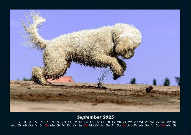 Produktbild: Der Hundekalender 2025 Fotokalender DIN A4