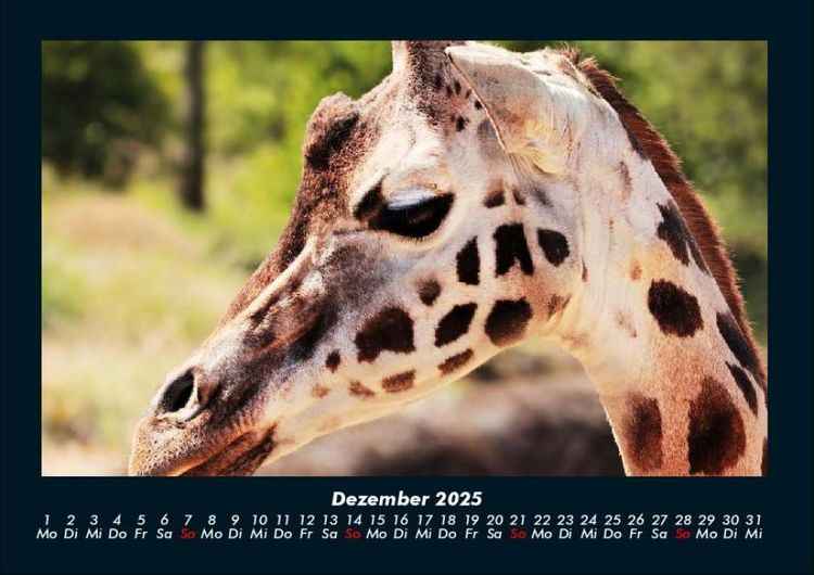 Produktbild: Giraffen 2025 Fotokalender DIN A4