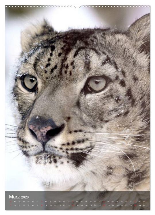Produktbild: Gro&szlig;katzen. Raubkatzengesichter (hochwertiger Premium Wandkalender 2026 DIN A2 hoch), Kunstdruck in Hochglanz