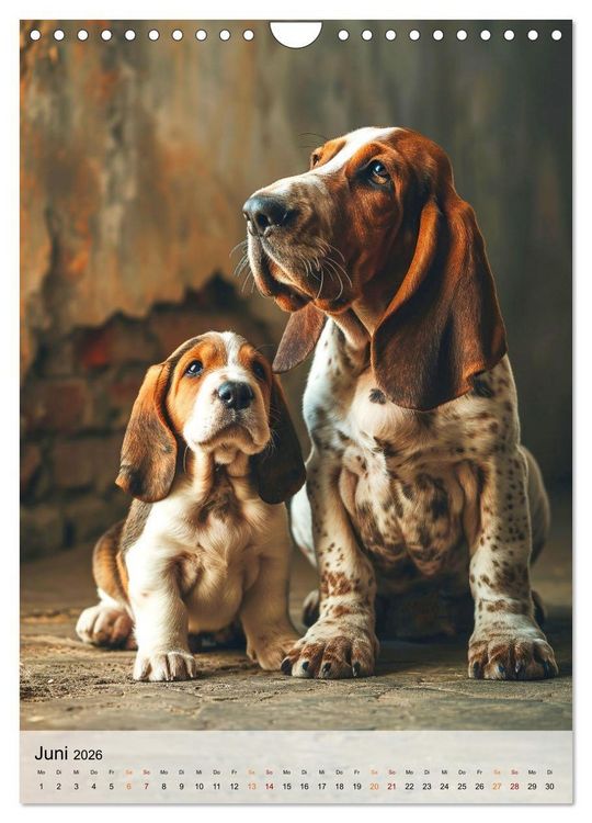 Produktbild: Basset Hound - freundlich und anh&auml;nglich (Wandkalender 2026 DIN A4 hoch), CALVENDO Monatskalender