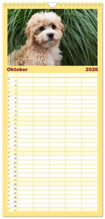 Produktbild: Familienplaner 2026 - Maltipoo - Malteser -Pudel mit 5 Spalten (Wandkalender, 21 x 45 cm) CALVENDO