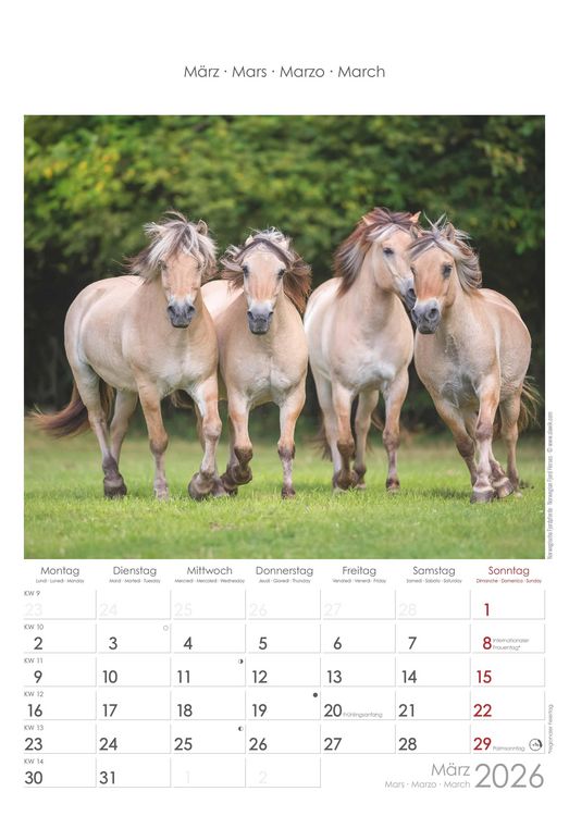 Pferde 2026 - Bildkalender 23,7x34 cm - Kalender mit Platz für Notizen - mit vielen Zusatzinformationen - Horses - Wandkalender - Alpha Edition