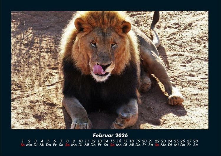Produktbild: L&ouml;wen in der Wildnis 2026 Fotokalender DIN A4