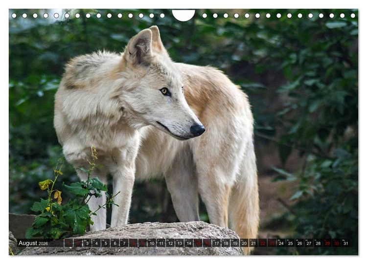 Produktbild: Begegnung mit dem Wolf (Wandkalender 2026 DIN A4 quer), CALVENDO Monatskalender