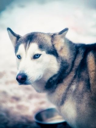 Produktbild: CALVENDO Puzzle Ein Motiv aus dem Kalender Huskies - Artwork | 1000 Teile Lege-Gr&ouml;&szlig;e 64x48cm Foto-Puzzle f&uuml;r gl&uuml;ckliche Stunden