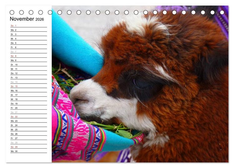 Produktbild: Alpakas und Lamas (Tischkalender 2026 DIN A5 quer), CALVENDO Monatskalender
