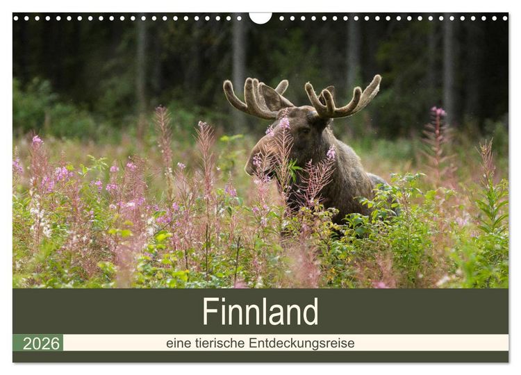 Produktbild: Finnland: eine tierische Entdeckungsreise (Wandkalender 2026 DIN A3 quer), CALVENDO Monatskalender
