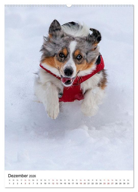 Produktbild: Hermine - Ein Jahr mit einem Mini Australian Shepherd (Wandkalender 2026 DIN A2 hoch), CALVENDO Monatskalender