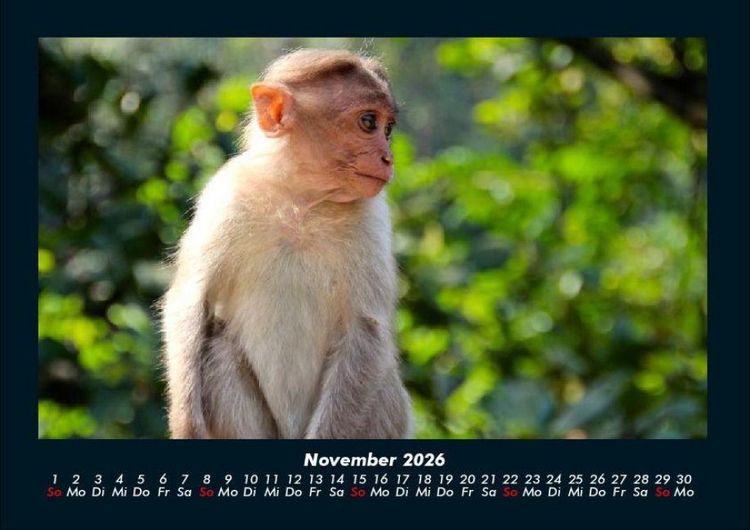 Produktbild: Affen 2026 Fotokalender DIN A4