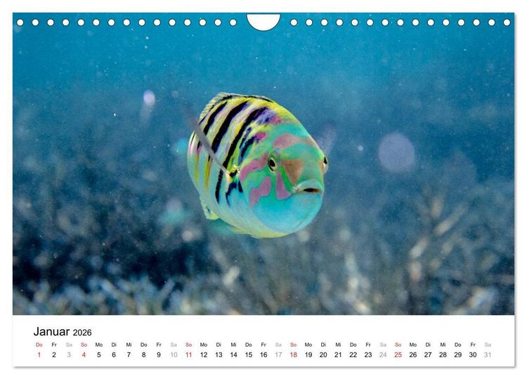 Produktbild: Unterwasserwelt der Malediven I (Wandkalender 2026 DIN A4 quer), CALVENDO Monatskalender