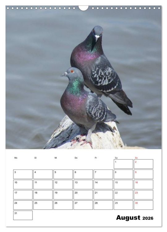 Produktbild: Tauben Terminplaner (Wandkalender 2026 DIN A3 hoch), CALVENDO Monatskalender