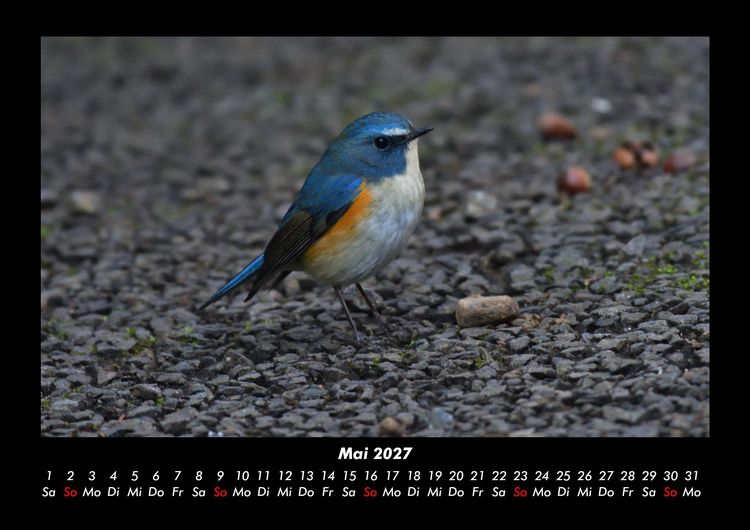 Produktbild: Vogelparadies 2027 Fotokalender DIN A3