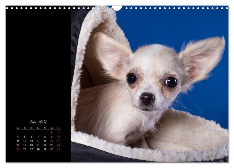 Produktbild: Chihuahua Welpen und Freunde (Wandkalender 2026 DIN A3 quer), CALVENDO Monatskalender