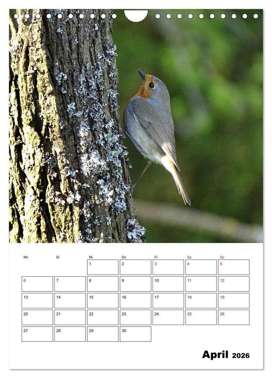 Produktbild: Amsel, Drossel, Fink und Star - beobachtet (Wandkalender 2026 DIN A4 hoch), CALVENDO Monatskalender