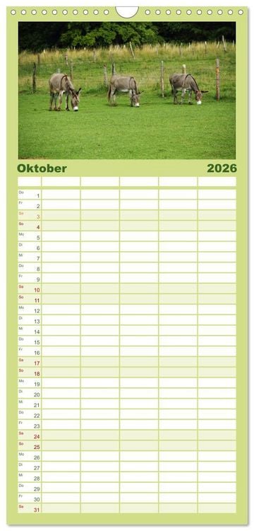 Produktbild: Familienplaner 2026 - Esel - liebenswerte Langohren mit 5 Spalten (Wandkalender, 21 x 45 cm) CALVENDO