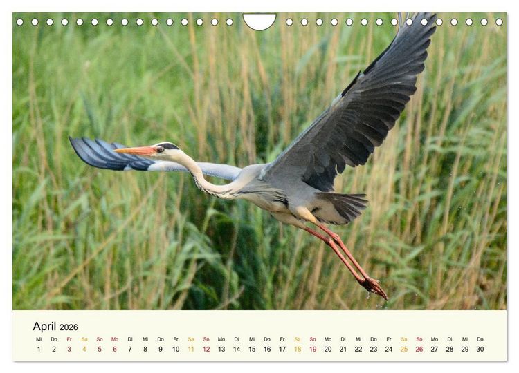 Produktbild: Bremen-Blockland (Wandkalender 2026 DIN A4 quer), CALVENDO Monatskalender