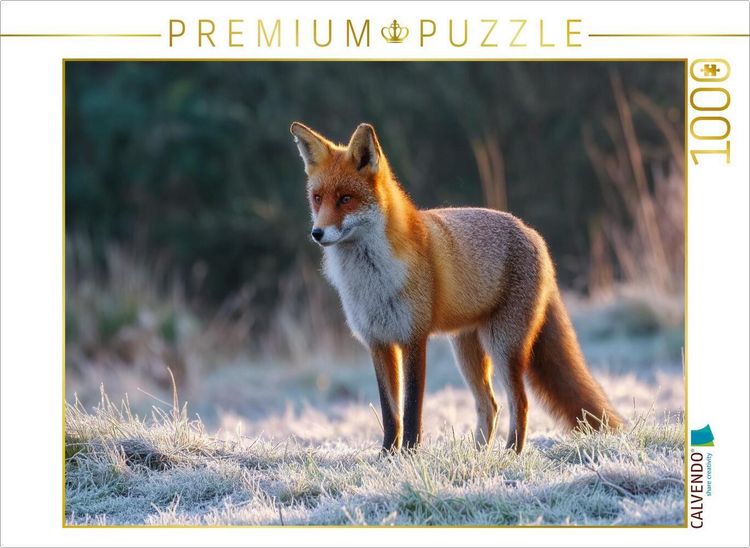Produktbild: CALVENDO Puzzle Rotfuchs im Morgenlicht auf frostiger Wiese Tierpuzzle mit Fuchs | 1000 Teile Lege-Gr&ouml;&szlig;e 64x48cm Foto-Puzzle f&uuml;r gl&uuml;ckliche Stunden