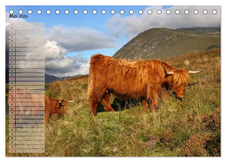 Produktbild: Schottische Hochlandrinder - Highland Cattle im Portrait (Tischkalender 2026 DIN A5 quer), CALVENDO Monatskalender