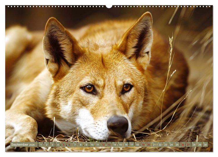 Produktbild: Die wilden Hunde (Wandkalender 2026 DIN A2 quer), CALVENDO Monatskalender