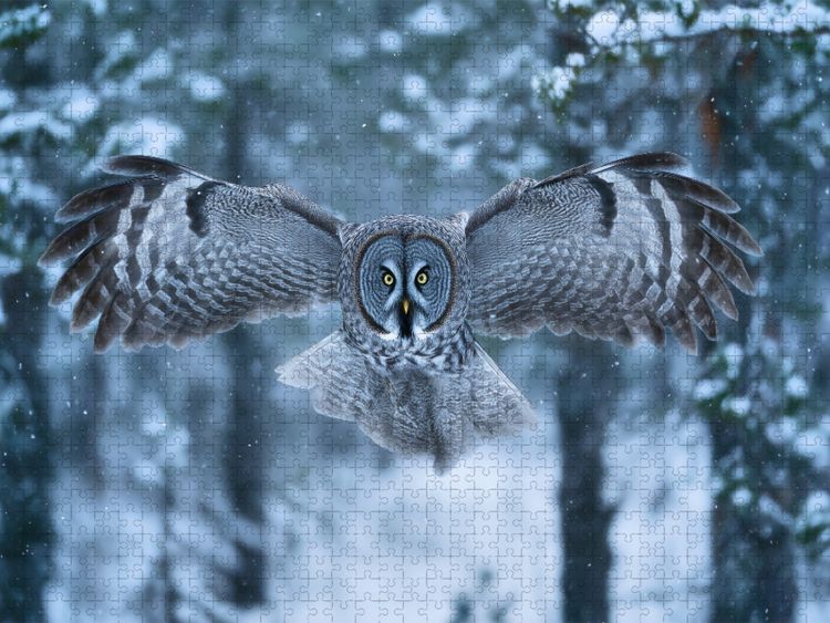 Produktbild: CALVENDO Puzzle Eule, die W&auml;chterin der Nacht | 1000 Teile Lege-Gr&ouml;&szlig;e 64x48cm Foto-Puzzle f&uuml;r gl&uuml;ckliche Stunden