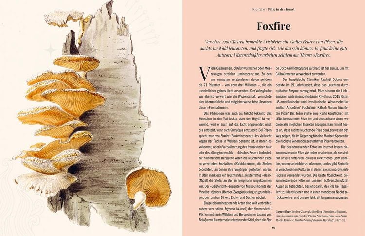 Produktbild: Die Magie der Pilze