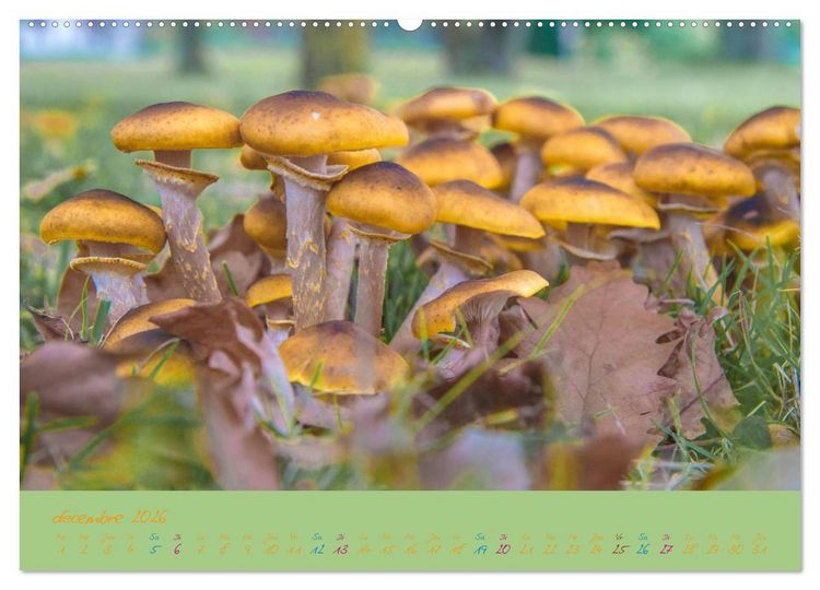 Produktbild: Un automne au Bois (Calendrier mural 2026 DIN A2 vertical) calendrier de bureau
