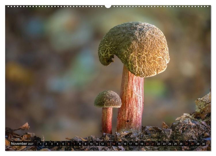 Produktbild: Kunstgalerie Wald - die verborgene Welt der Pilze (hochwertiger Premium Wandkalender 2027 DIN A2 quer), Kunstdruck in Hochglanz
