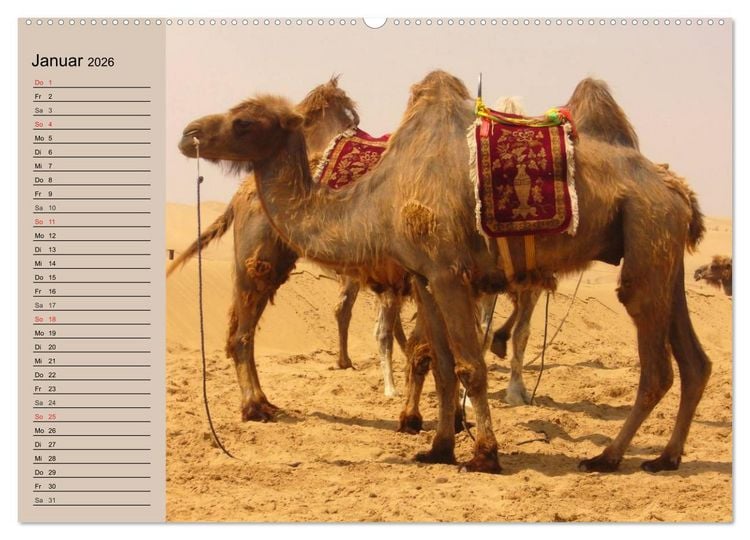 Produktbild: Kamele. Dromedar und Trampeltier (hochwertiger Premium Wandkalender 2026 DIN A2 quer), Kunstdruck in Hochglanz