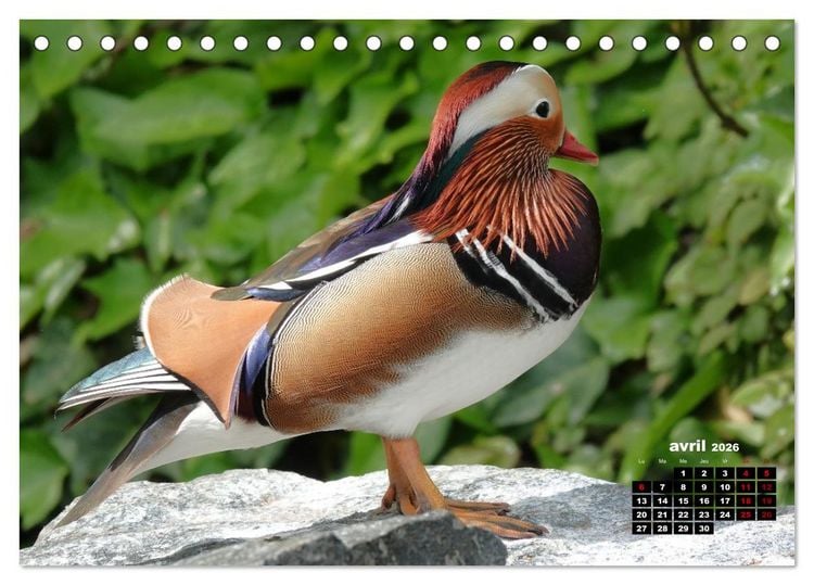 Produktbild: Oiseaux exotiques (Calendrier de bureau 2026 DIN A5 vertical), CALVENDO calendrier mensuel