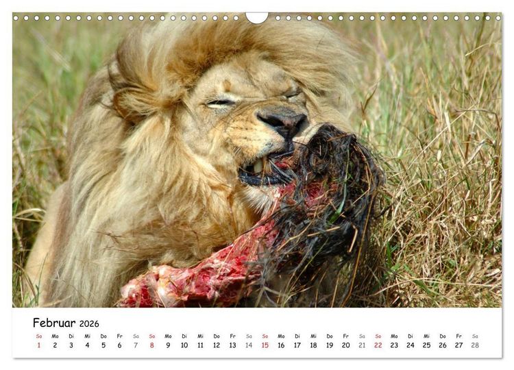 Produktbild: L&ouml;wen Impressionen (Wandkalender 2026 DIN A3 quer), CALVENDO Monatskalender