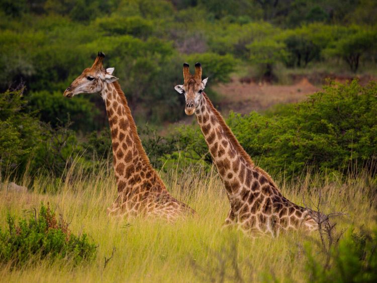 Produktbild: CALVENDO Puzzle Begegnung im Ihtala Game Reserve, S&uuml;dafrika | 1000 Teile Lege-Gr&ouml;&szlig;e 64x48cm Foto-Puzzle f&uuml;r gl&uuml;ckliche Stunden