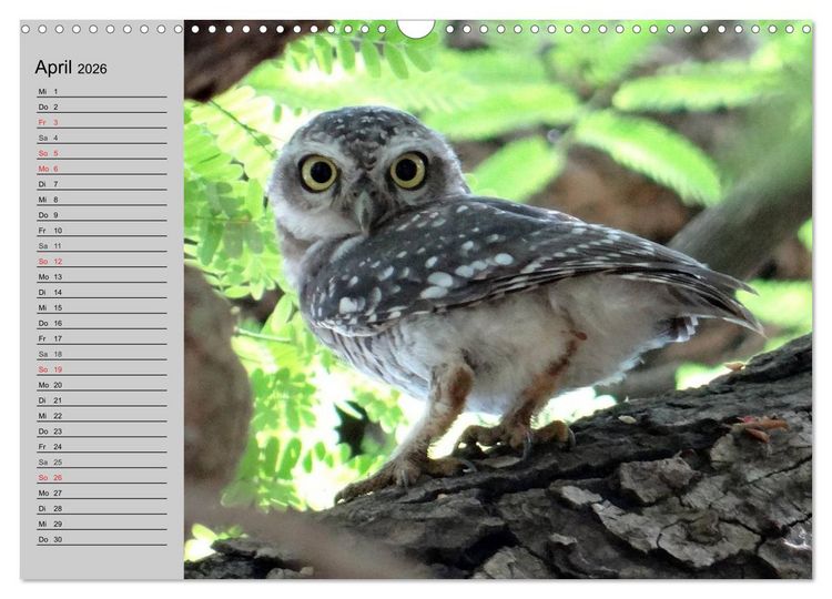 Produktbild: Eulen. W&auml;chter der Nacht (Wandkalender 2026 DIN A3 quer), CALVENDO Monatskalender